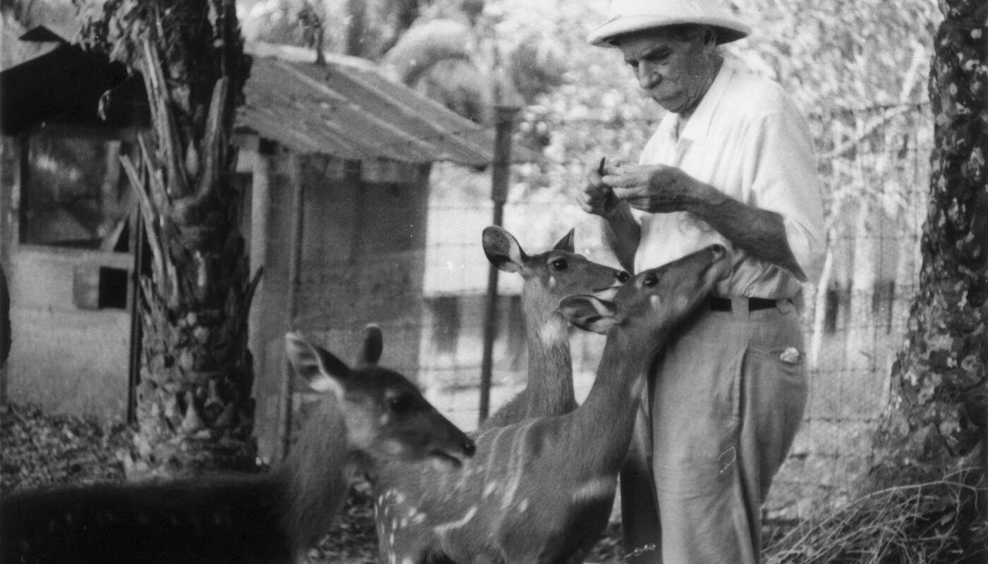Albert Schweitzer füttert Antilopen.