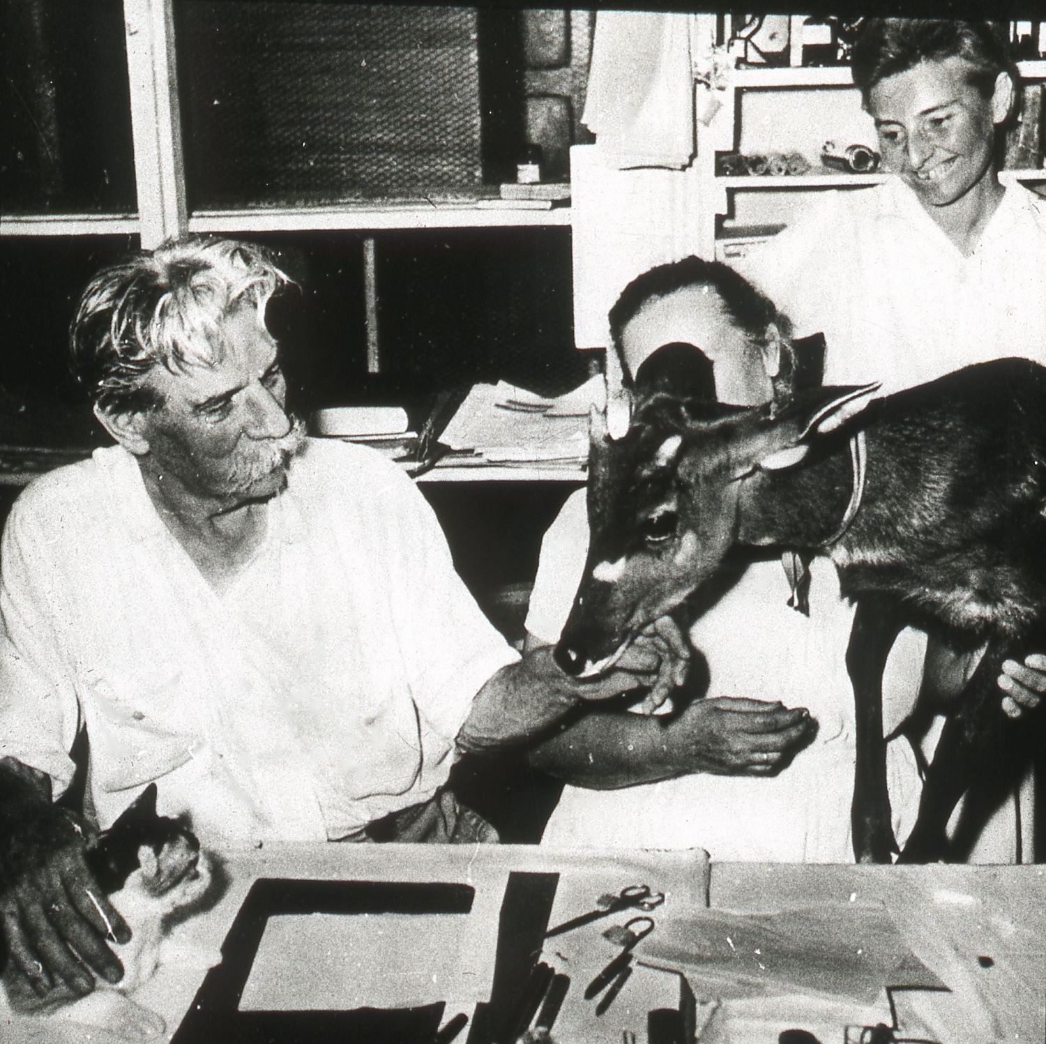 Albert Schweitzer mit Katze und Antilope am Schreibtisch.