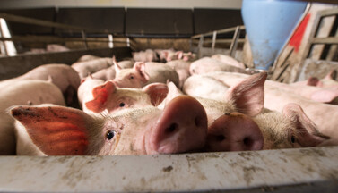 Schweine im Stall.