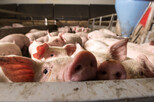 Schweine im Stall.