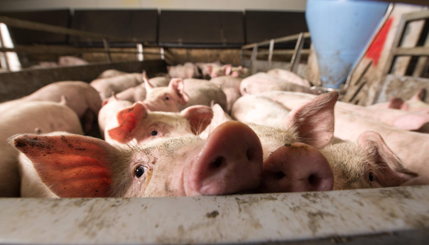 Schweine im Stall.