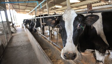 Kuh in Anbindehaltung