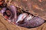 Fische im Netz