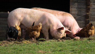 freilaufende Schweine und Hühner