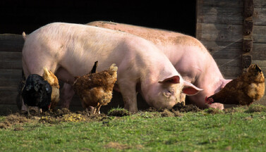 freilaufende Schweine und Hühner