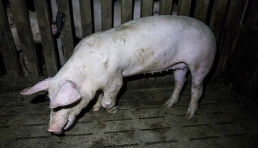 Erkranktes Mastschwein im Stall von Schulze Föcking