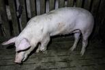 Erkranktes Mastschwein im Stall von Schulze Föcking