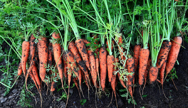 Bio-vegane Karotten