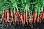 Bio-vegane Karotten