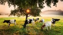 Rinder auf einer Weide unter einem Baum, durch den die niedrigstehende Sonne scheint. Im Hintergrund überzieht Nebel die Landschaft.