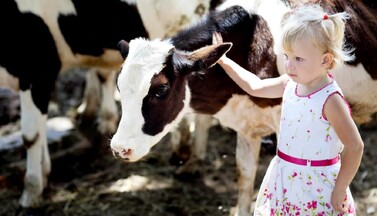 Kalb mit Kind