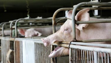 Schwein in Kastenstand.