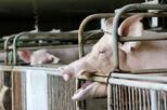 Schwein in Kastenstand.