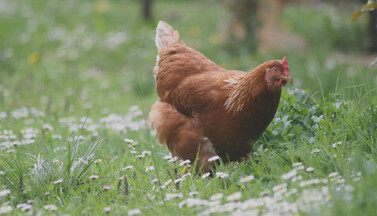 Huhn auf Weide