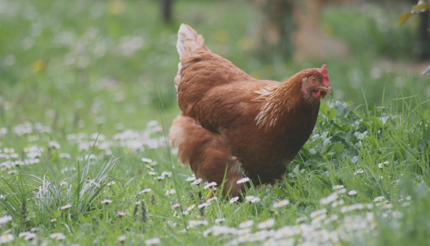 Huhn auf Weide