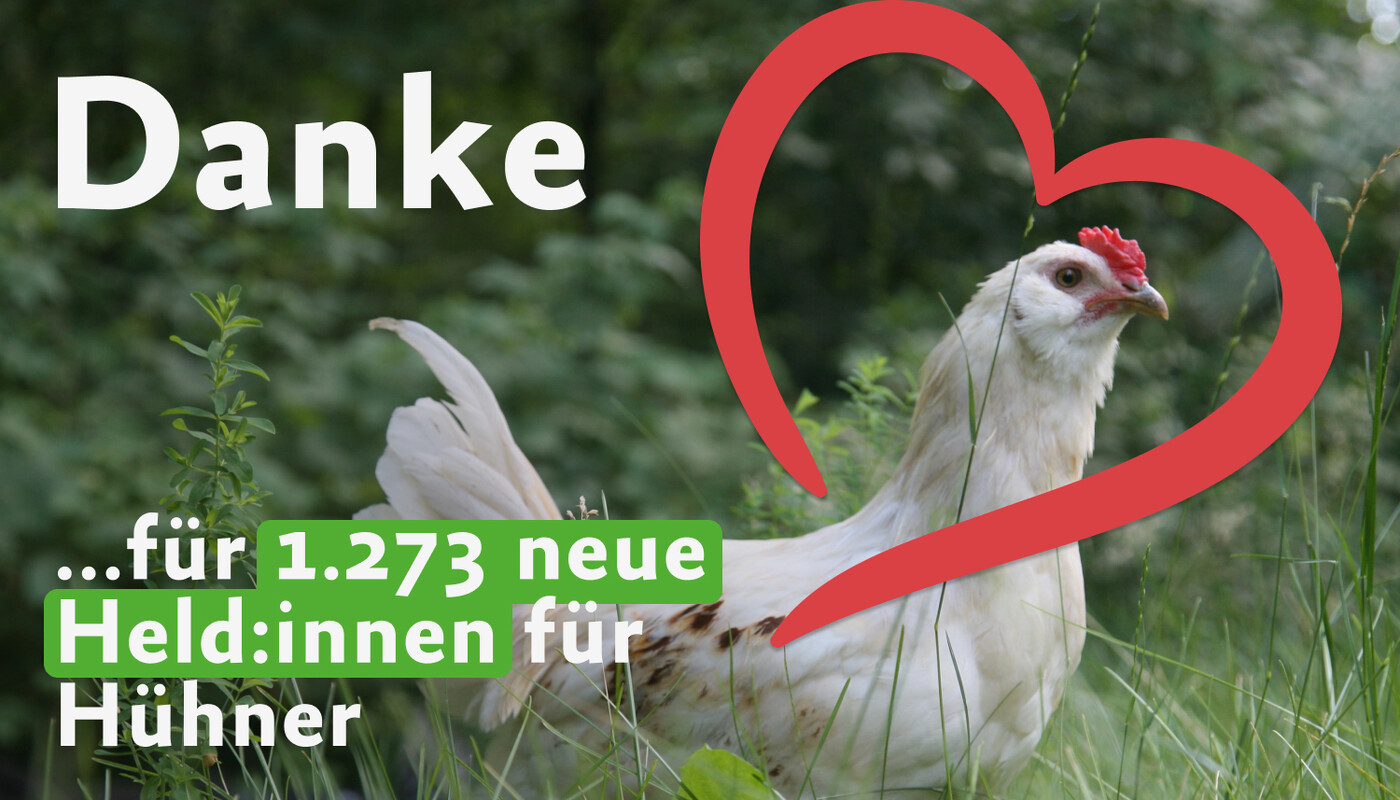 Huhn auf grüner Wiese, umrandet von rotem Herz