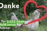 Huhn auf grüner Wiese, umrandet von rotem Herz