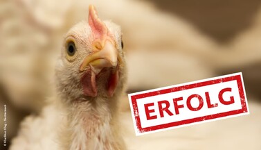 Erfolgsbanner
