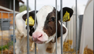 Braun-weißes Kalb in Einzelhaltung schaut durch Gitterstäbe.