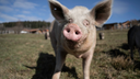 Schwein auf Weide