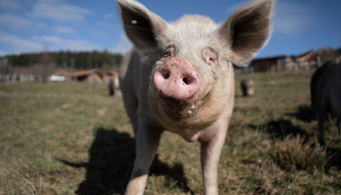 Schwein auf Weide