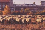 Schafe weiden vor urbaner Kulisse auf dem Tempelhofer Feld in Berlin.