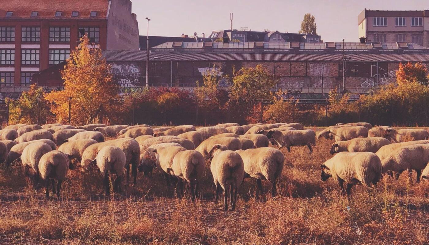 Schafe weiden vor urbaner Kulisse auf dem Tempelhofer Feld in Berlin.