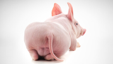 nicht kastriertes Ferkel