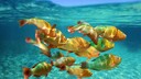 Fische