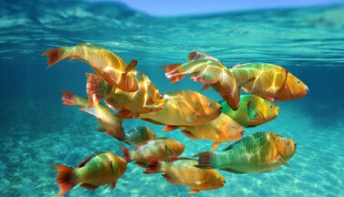 Fische