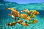 Fische