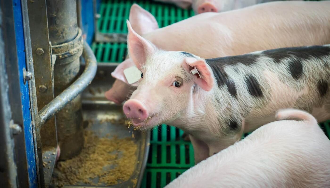 Fleisch-Wachstum ein Ende setzen