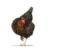 Huhn