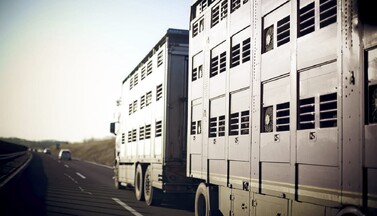 Tiertransport