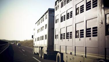 Tiertransport