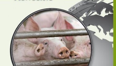 Globales Lernen Tierrechte