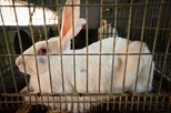 Kaninchen im Drahtgitterkäfig