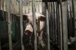 Schwein in Kastenstand