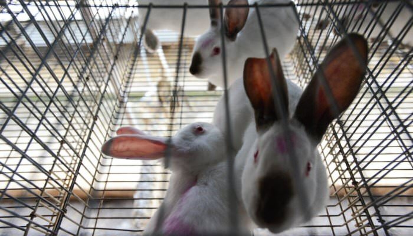Kaninchen leiden nicht nur zu Ostern © Animal Equality