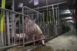 Schwein in zu schmalem Kastenstand © ARIWA