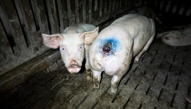 Verletzte Schweine im Stall Schulze Föcking