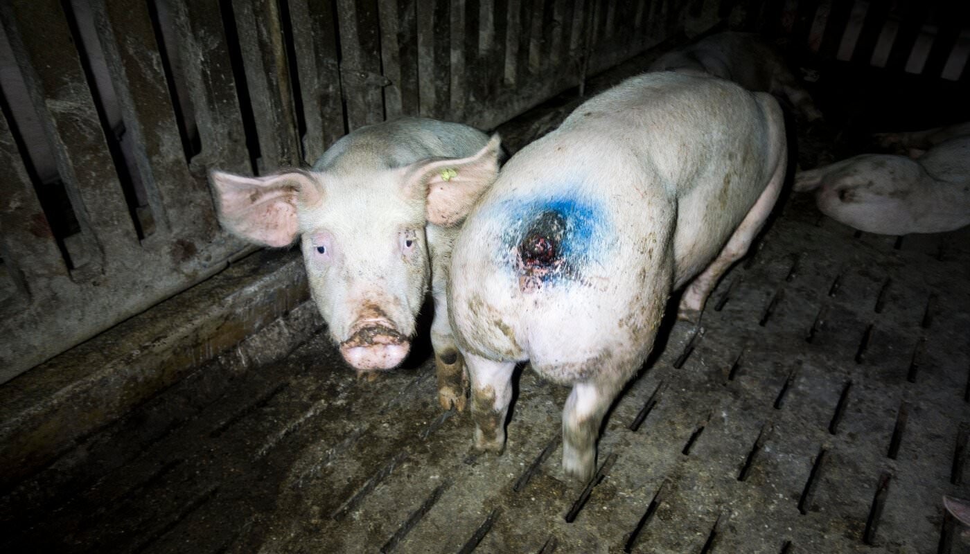 Verletzte Schweine im Stall Schulze Föcking