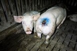 Verletzte Schweine im Stall Schulze Föcking