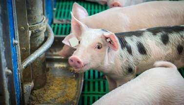 Ferkel in Maststall