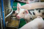 Ferkel in Maststall