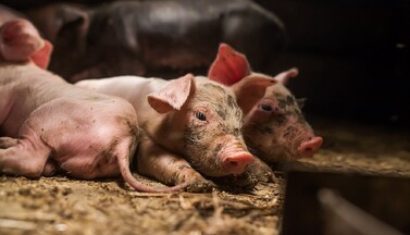 Junge Ferkel auf Stallboden