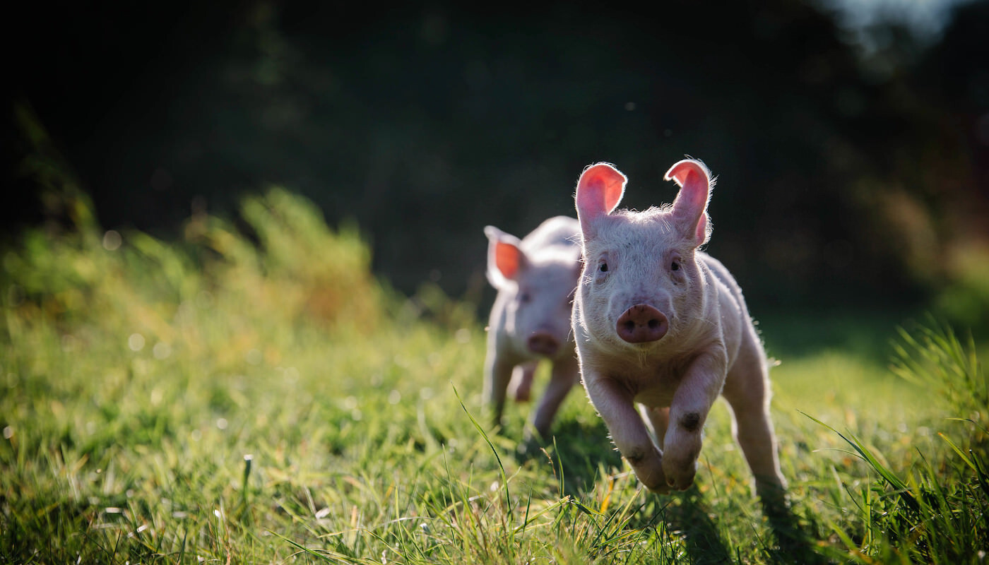 Ferkel auf Wiese