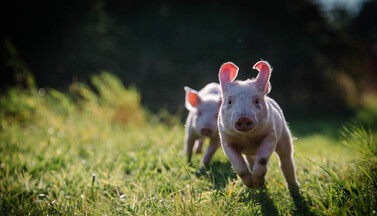 Ferkel auf Wiese