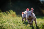 Ferkel auf Wiese