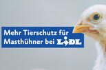 Banner Erfolg Lidl